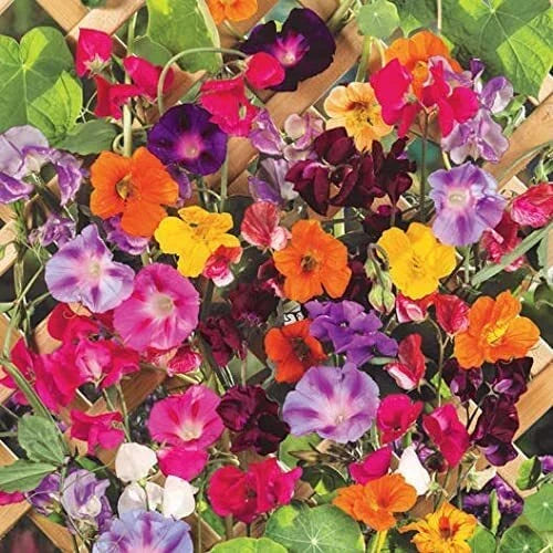 Climbing Vine Seeds Mix - 200 Pack, Flower Seeds for Garden, Morning Glory, Nasturtium, Black Eyed Susan, Sweet Pea