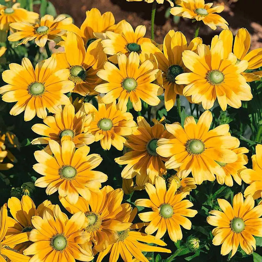 Rudbeckia Hirta Seeds - 25+ Pack - Green Eyes Wildflower - Attracts Pollinators - USA