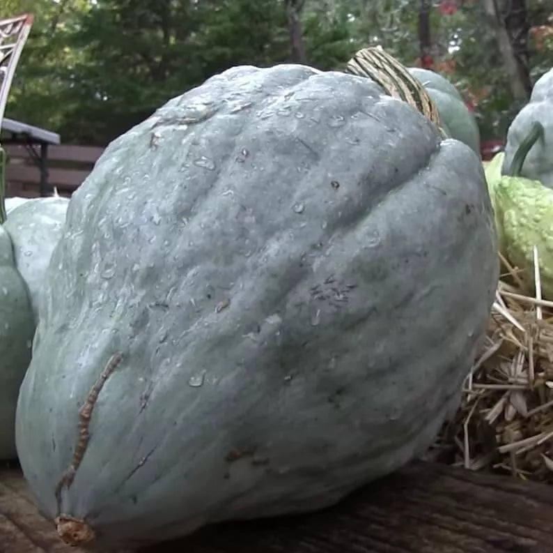Giant Blue Hubbard Sweet Squash Seeds - 20 Heirloom NON-GMO Cucurbita maxima