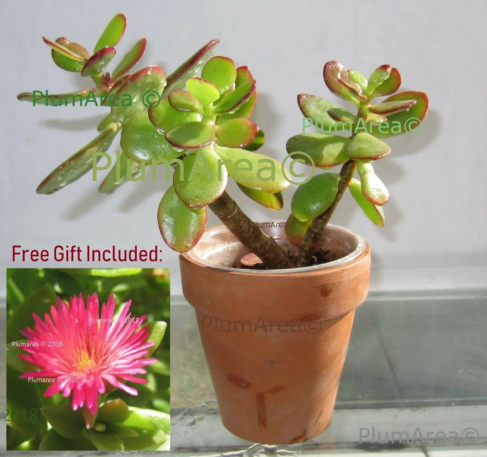 Rooted 4-inch Jade Plant Succulent Crassula Ovata Drought-Resistant Indoor Houseplant