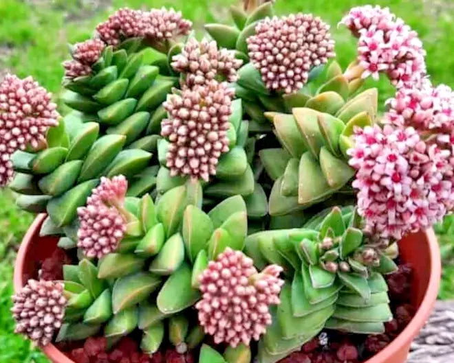 Succulent Plant Crassula 'Bride's Bouquet' Live Rooted Succulent with Pink Flowers, Grayish-Green Leaves, Indoor or Outdoor Garden