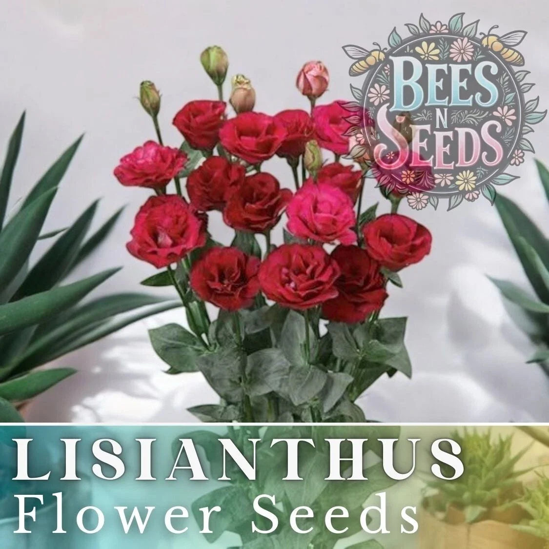 Lisianthus Seeds - Cherry Equinox Variety - Non-GMO Heirloom - Eustoma grandiflorum