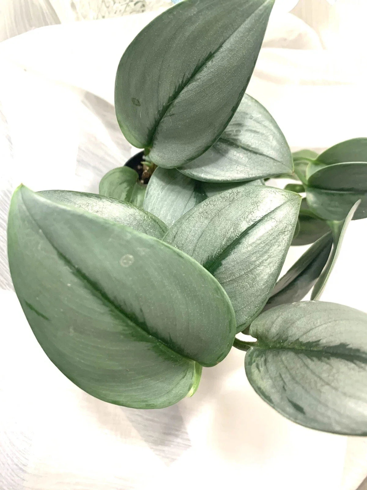 Scindapsus Treubii 'Moonlight' Starter Plant - Rooted Indoor Greenery, Easy Care Houseplant, Silvery Foliage