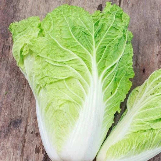 Michihili Cabbage Seeds Non-GMO Heirloom Brassica rapa var. chinensis for Home Gardens