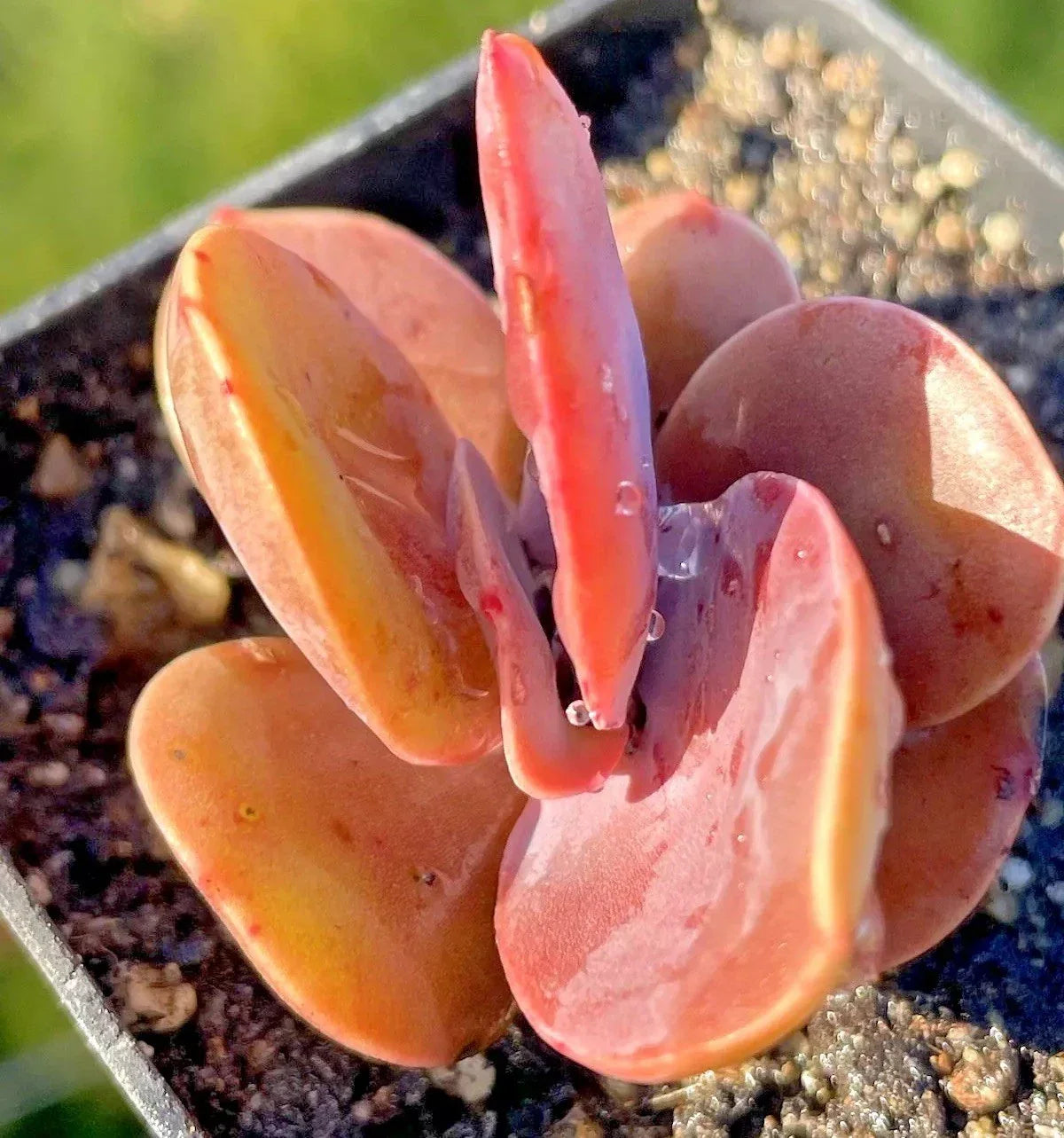 Echeveria Brunch Wine 2.5-Inch Rare Rooted Succulent - Easy Care Live Plant for Home Decor