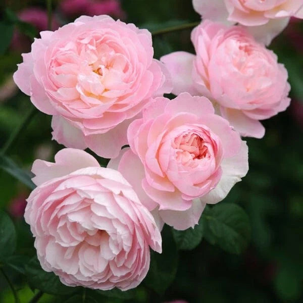 David Austin Rose Cuttings, Freshly Cut Propagation Stock, Rosa 'David Austin' Hybrids, Garden Planting, 3 Pack