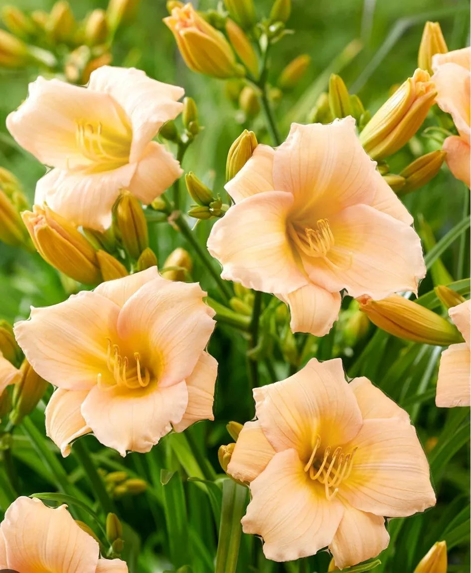Mini Pearl Daylily Bare Root Plant - Vibrant Golden Beige Blooms - Hemerocallis hybrida Garden Perennial