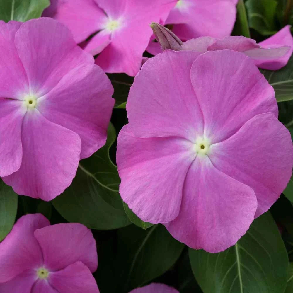 Vinca Hotlik Orchid Eye GL Seeds - Catharanthus roseus Annual Flowering Plant for Garden & Landscaping, 100 Seeds