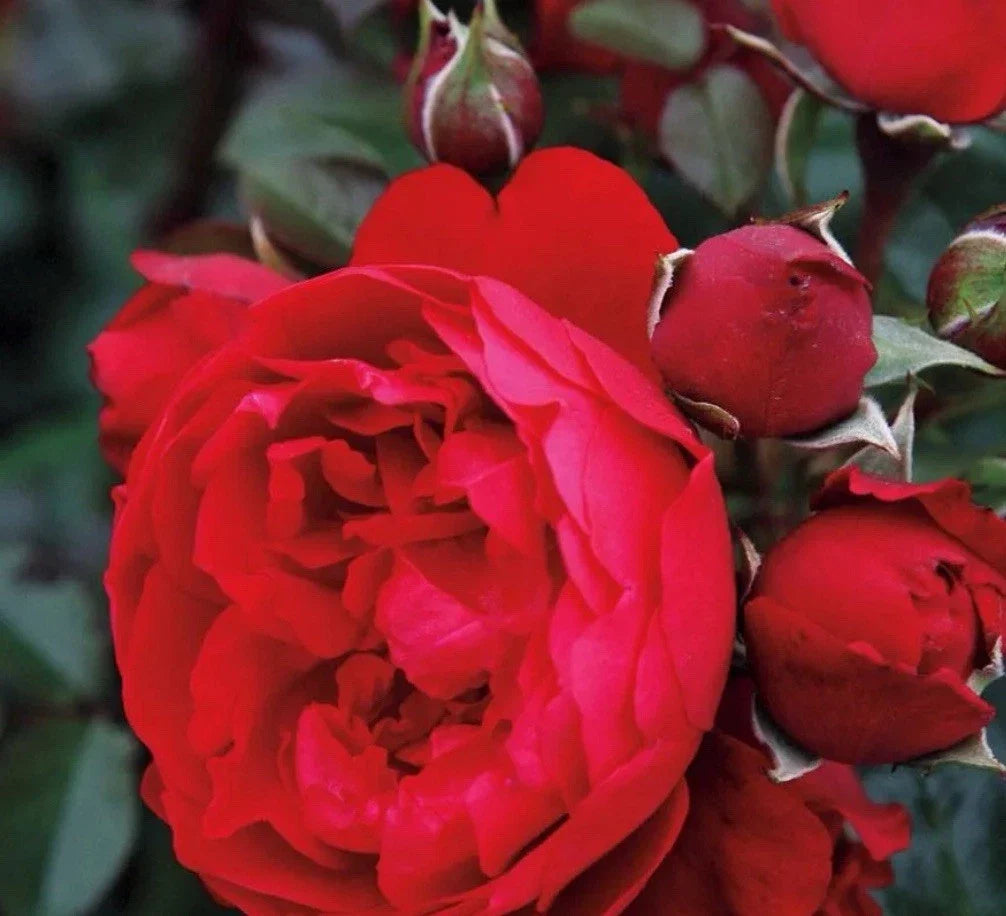 Florentina Rose Cuttings 3-Pack for Rooting Grafting Rosa 'Florentina' Climbing Plant