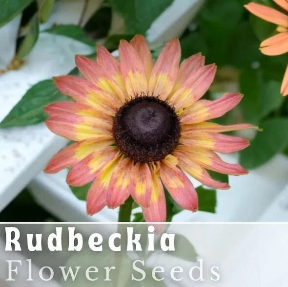 Pink Lemon Rudbeckia Seeds - Annual Flower Seeds for Garden, Bright Yellow with Pink Highlights, Rudbeckia hirta, 125+ Seeds