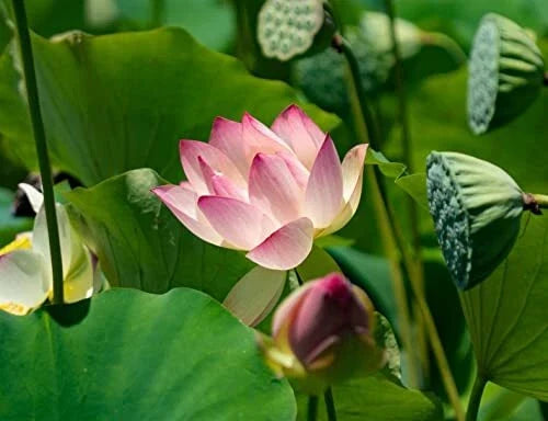 Lotus Seeds Pack - Nelumbo nucifera Aquatic Plant for Water Gardens, Koi Ponds, Bonsai