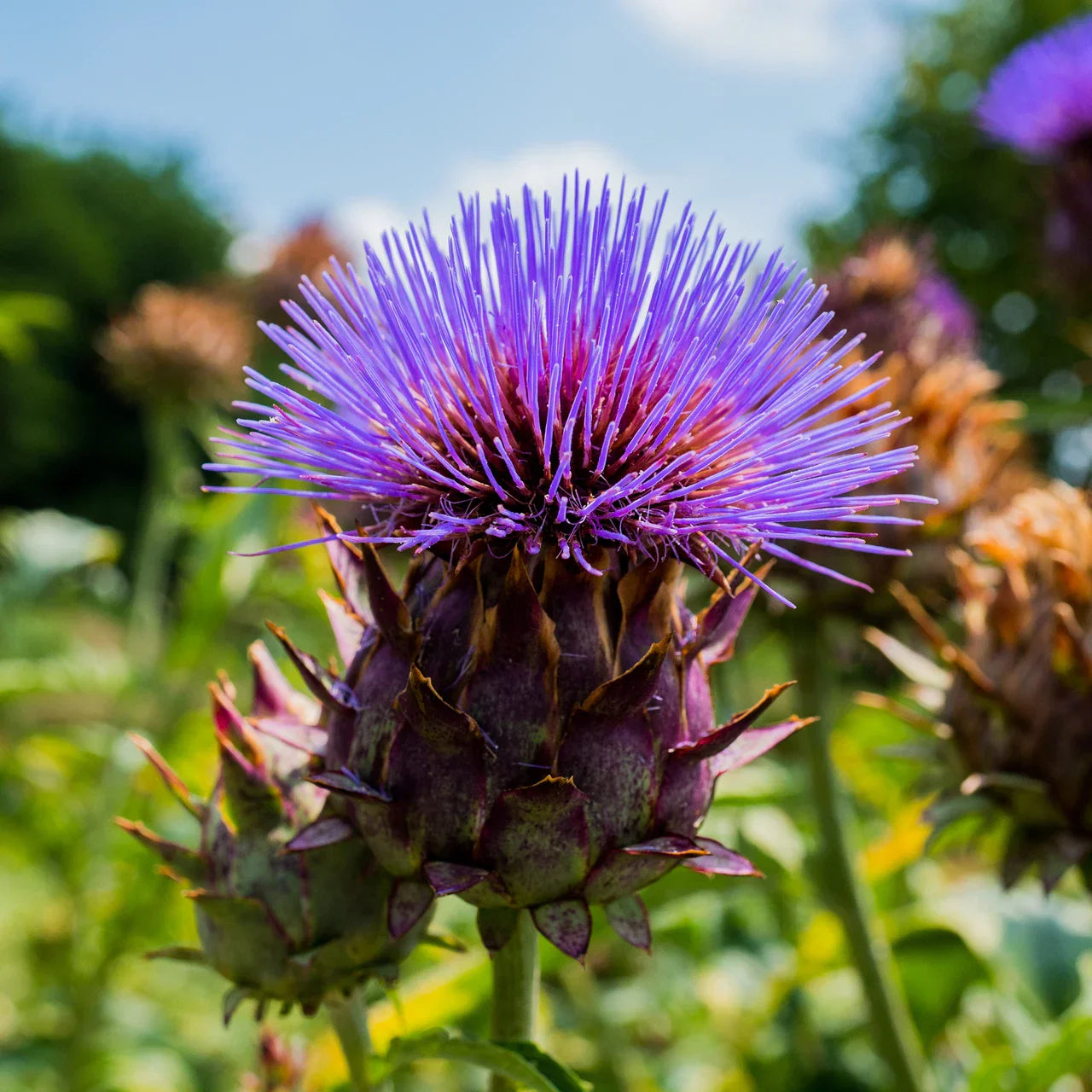 Cardoon Seeds 25 Pack - Cynara Cardunculus - Non-GMO Vegetable Seeds USA Grown