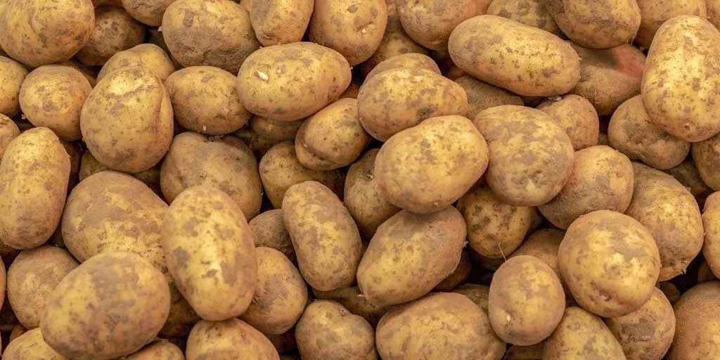 Kennebec Potato Seed Starters 3 lb – White Skinned, Mid-Season, Solanum tuberosum, Garden Planting Bulbs
