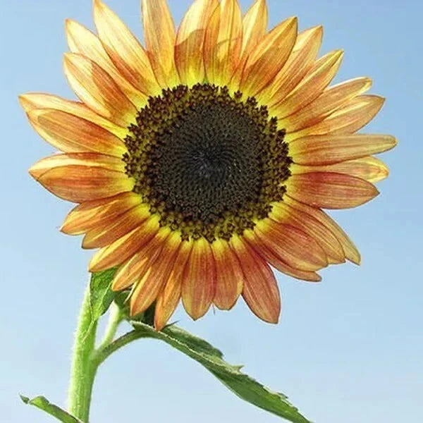 Organic Santa Fe Sunset Sunflower Seeds - Helianthus annuus, 10 Pack, Vibrant Red-Tipped Yellow Blooms