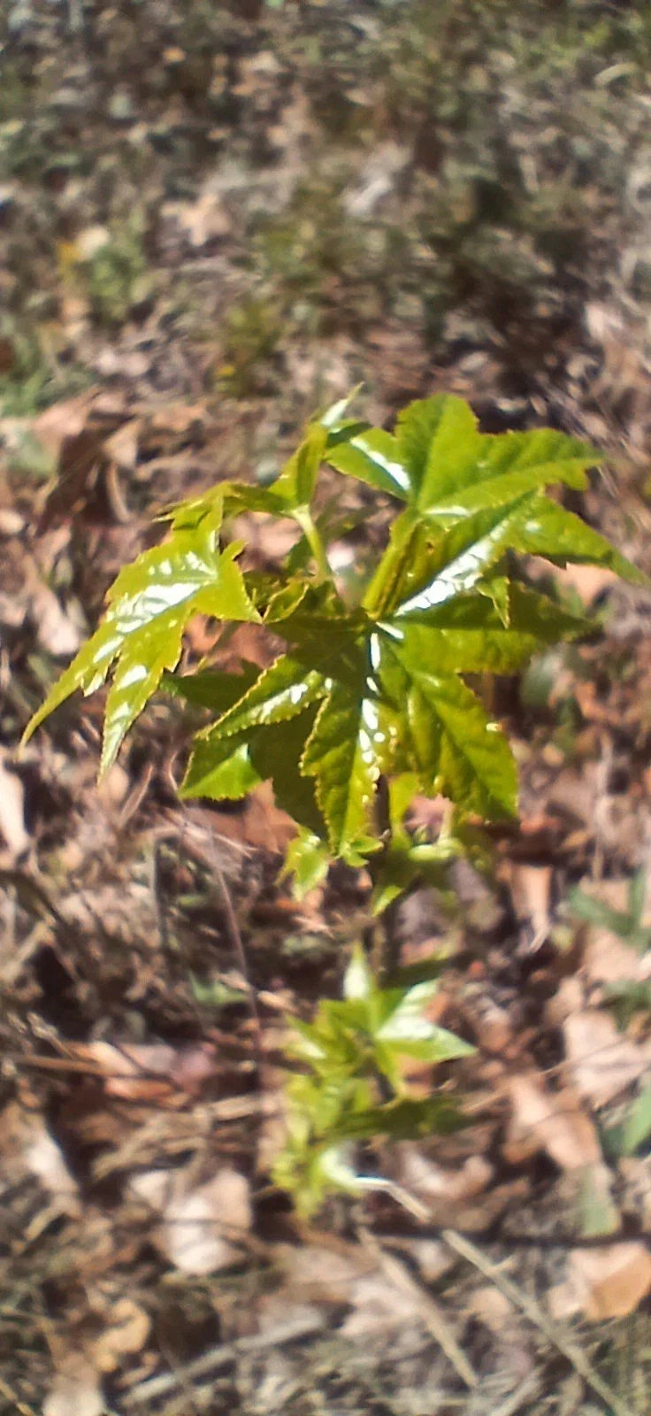 Sweet Gum Trees 5-Pack - Rare Southern Alabama Liquidambar styraciflua Seedlings 10"-1ft Tall