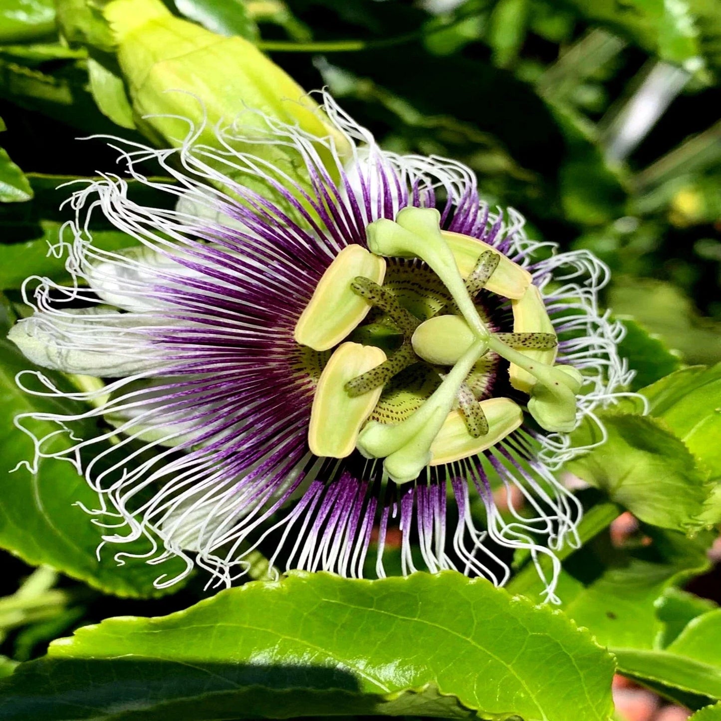 Purple Passion Fruit Seeds - Granadilla Vine Passiflora edulis - Exotic Climbing Garden Plant Seeds for Trellises