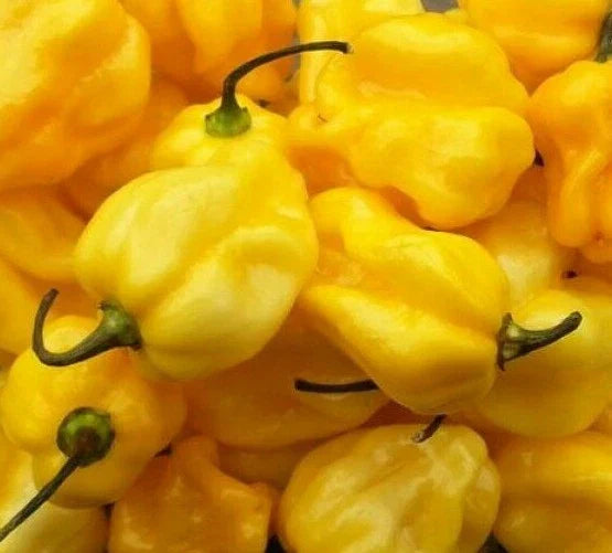 Yellow Habanero Hot Pepper Seeds - 30+ Caribbean Yellow - Capsicum chinense