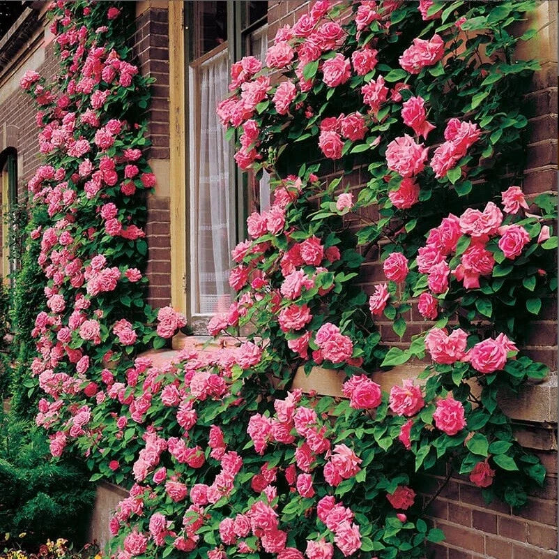 Climbing Pink Rose Seeds - Perennial Flower Seeds for Fences & Arbors - Rosa 'Climbing Pink' - 10 Pack
