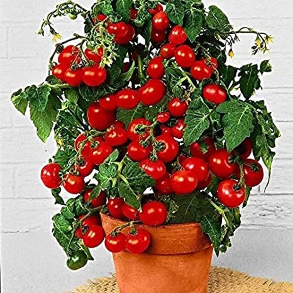 Dwarf Bush Cherry Tomato Seeds - 100 Count Heirloom Solanum lycopersicum for Container Gardening