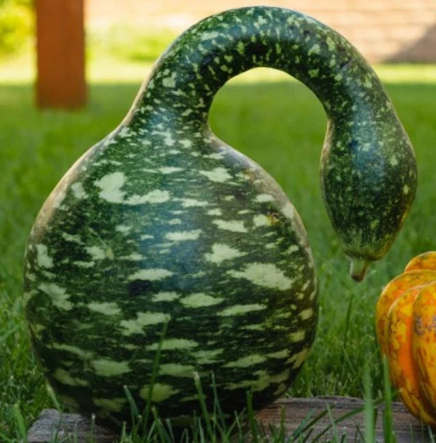 Speckled Swan Gourd Seeds - Non-GMO, Decorative Birdhouse Gourds, Lagenaria siceraria, Pack of 15