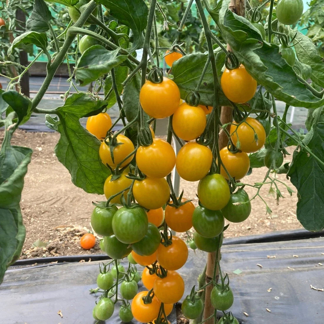 Yellow Cherry Tomato Seeds - 100 Organic Heirloom Solanum lycopersicum for Home Gardening, Container, Garden Bed