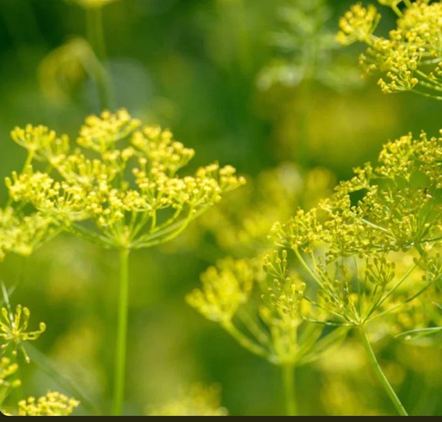 Bouquet Dill Seeds, Non-GMO Heirloom Herb Seeds, Anethum graveolens, Culinary & Garden Herb, Full Sun, 200 Seeds