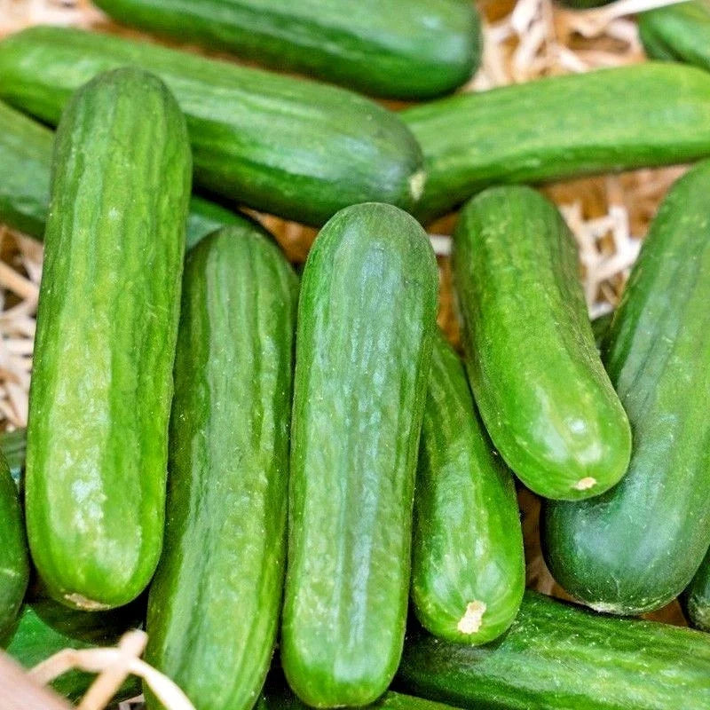 Organic Muncher Cucumber Seeds Packet – High-Yield Cucumis sativus for Container Gardening & Salads