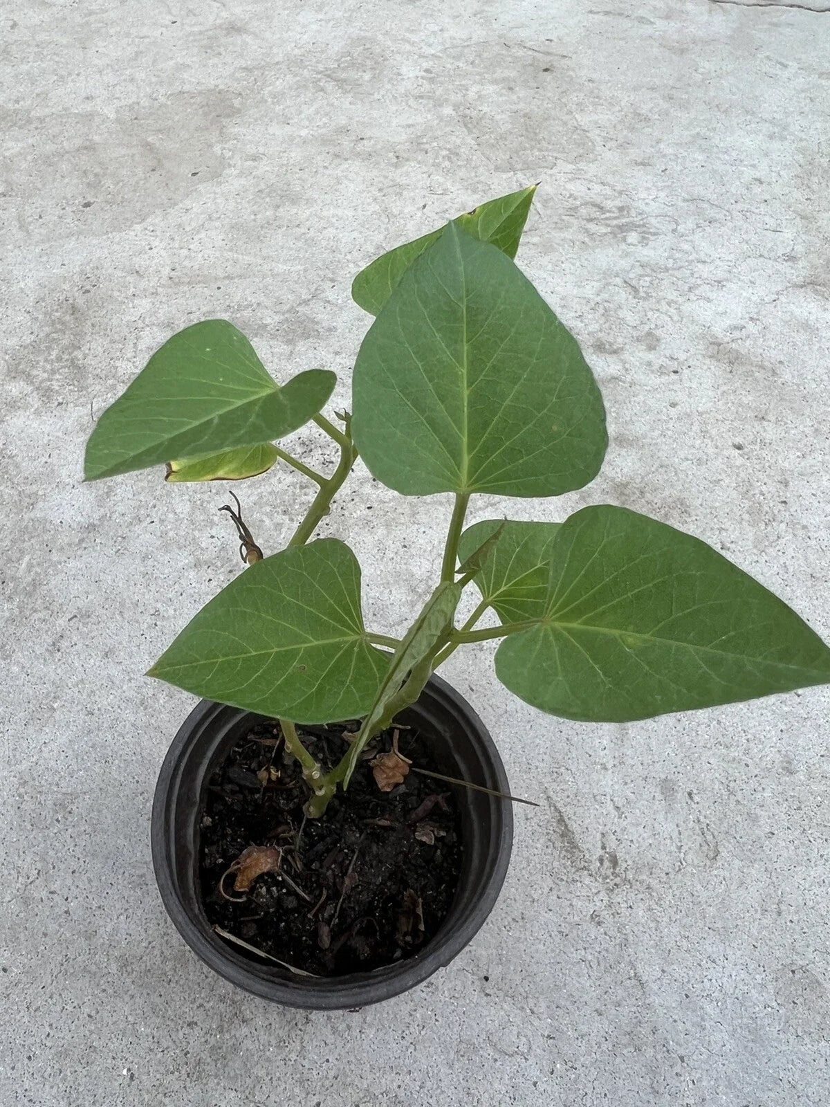 Sweet Potato Plant in Pot – Live Rooted Ipomoea batatas for Garden, Container, or Raised Bed