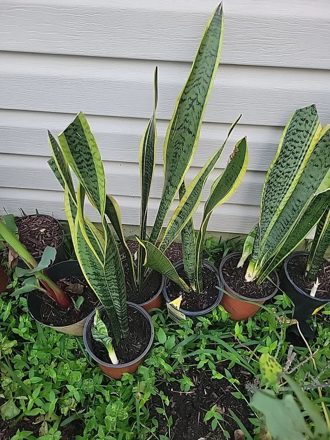 Live Snake Plant 18 Inches Tall - Sansevieria trifasciata Indoor Rooted Plant for Air Purification & Home Decor