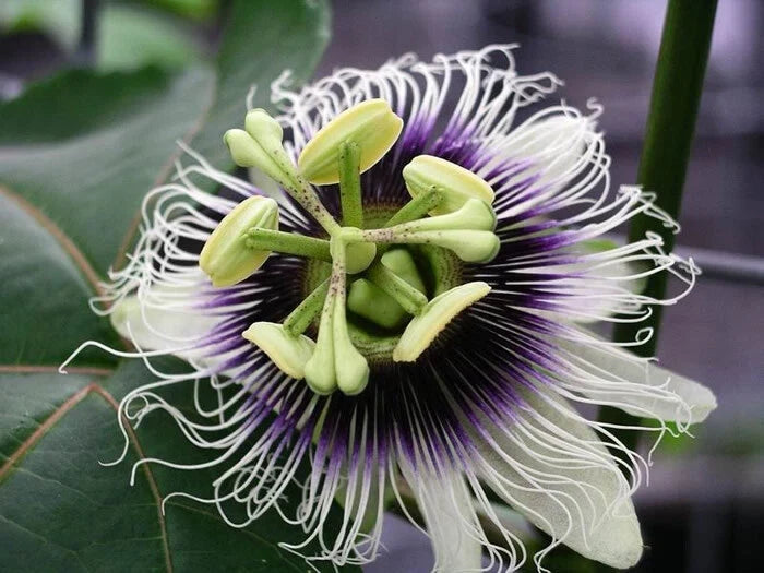 Maypop Purple Passion Seeds - Edible Fruit, Climbing Vine, Passiflora Incarnata, Cold Hardy, 20 Seeds