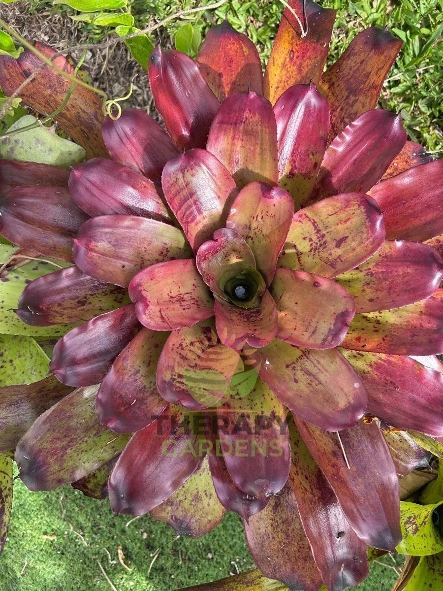 Neoregelia Vinzant's 'Caramac' Bromeliad - Colorful Tropical Indoor Houseplant - Easy Care 6-Inch Pot