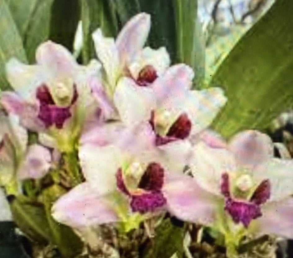 Orchid Plant - Rooted Bulb Bif harrisoniae x Angraecum Hybrid, Epiphytic Flowering Orchid for Indoor Garden