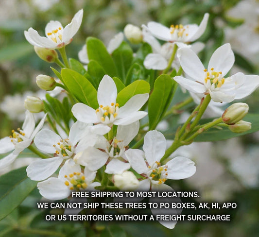 Choisya Ternata Live Plant - Mexican Orange Blossom - Fragrant Evergreen Shrub - 1 Gallon Pot