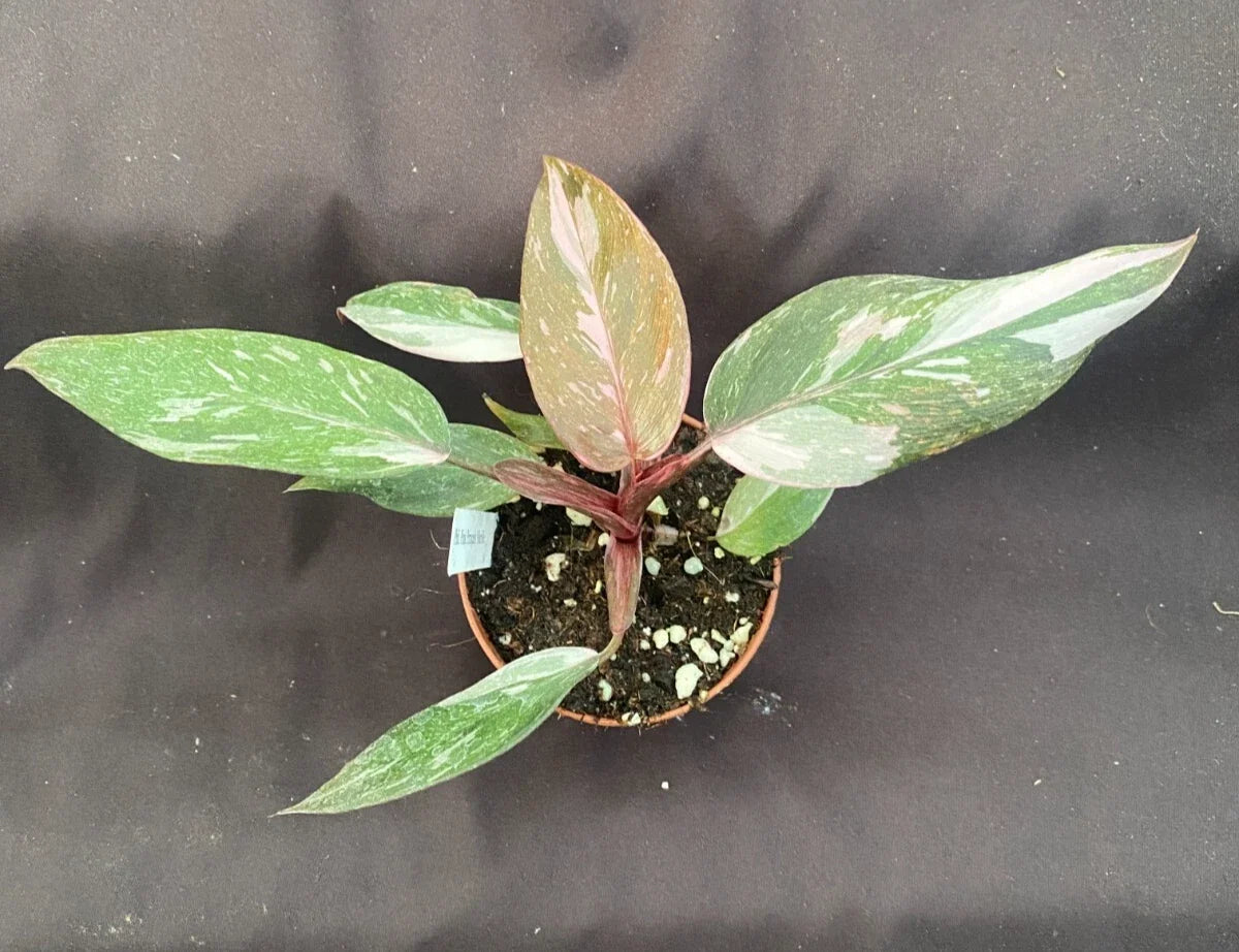 Philodendron Pink Princess Marble Rooted Plant 3" Pot, Variegated Pink and Green Foliage, Philodendron erubescens