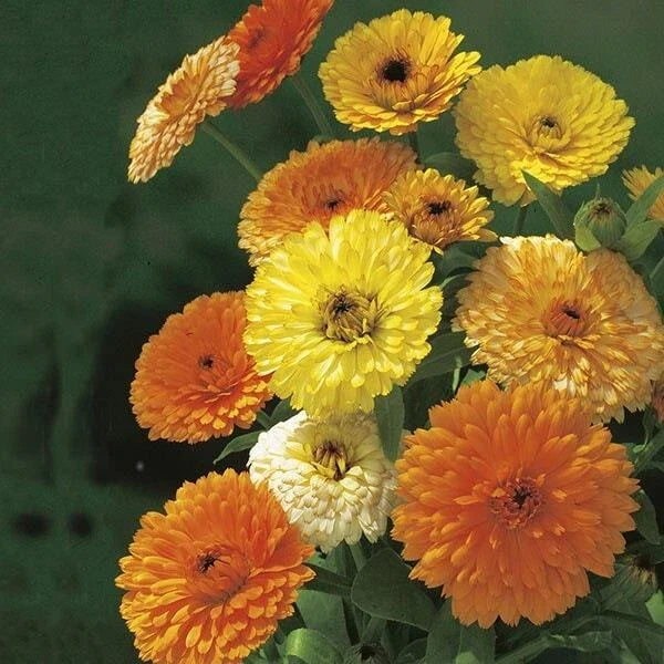 Calendula Seeds 100 Ct - Fiesta Gitana Dwarf Annual Flower - Calendula officinalis - Bright Colorful Blooms for Gardens & Containers