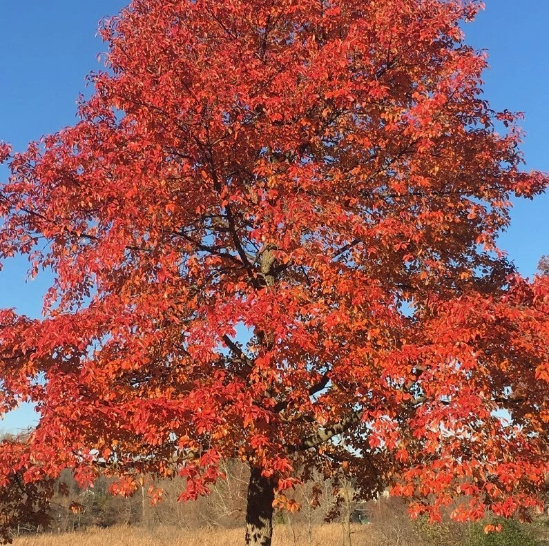 Blackgum Tree Saplings Set – 4-Inch Pot, Nyssa Sylvatica, Red Fall Foliage, Wildlife Attracting, Slow-Growing Native Tree