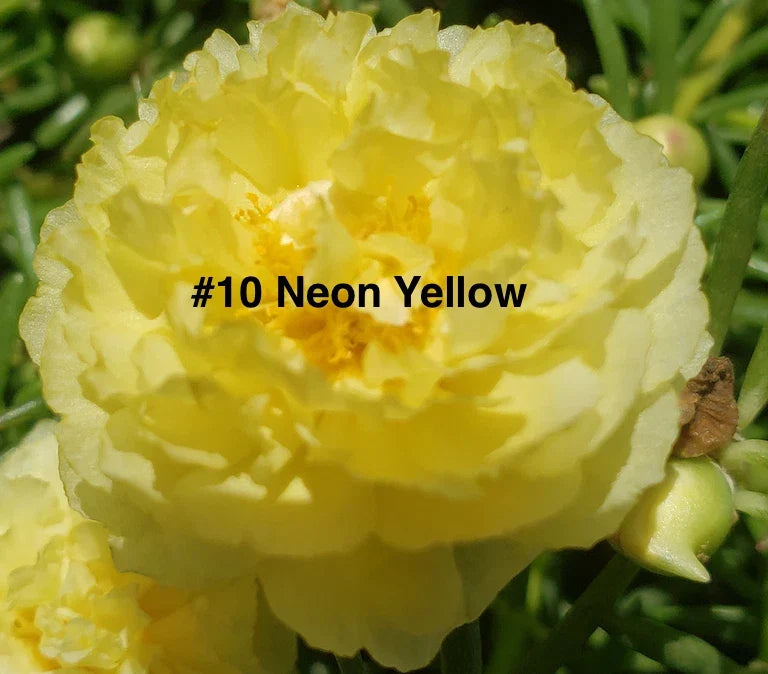 Neon Yellow Moss Rose Cuttings - 10 Unrooted Portulaca Grandiflora for Full Sun Gardens