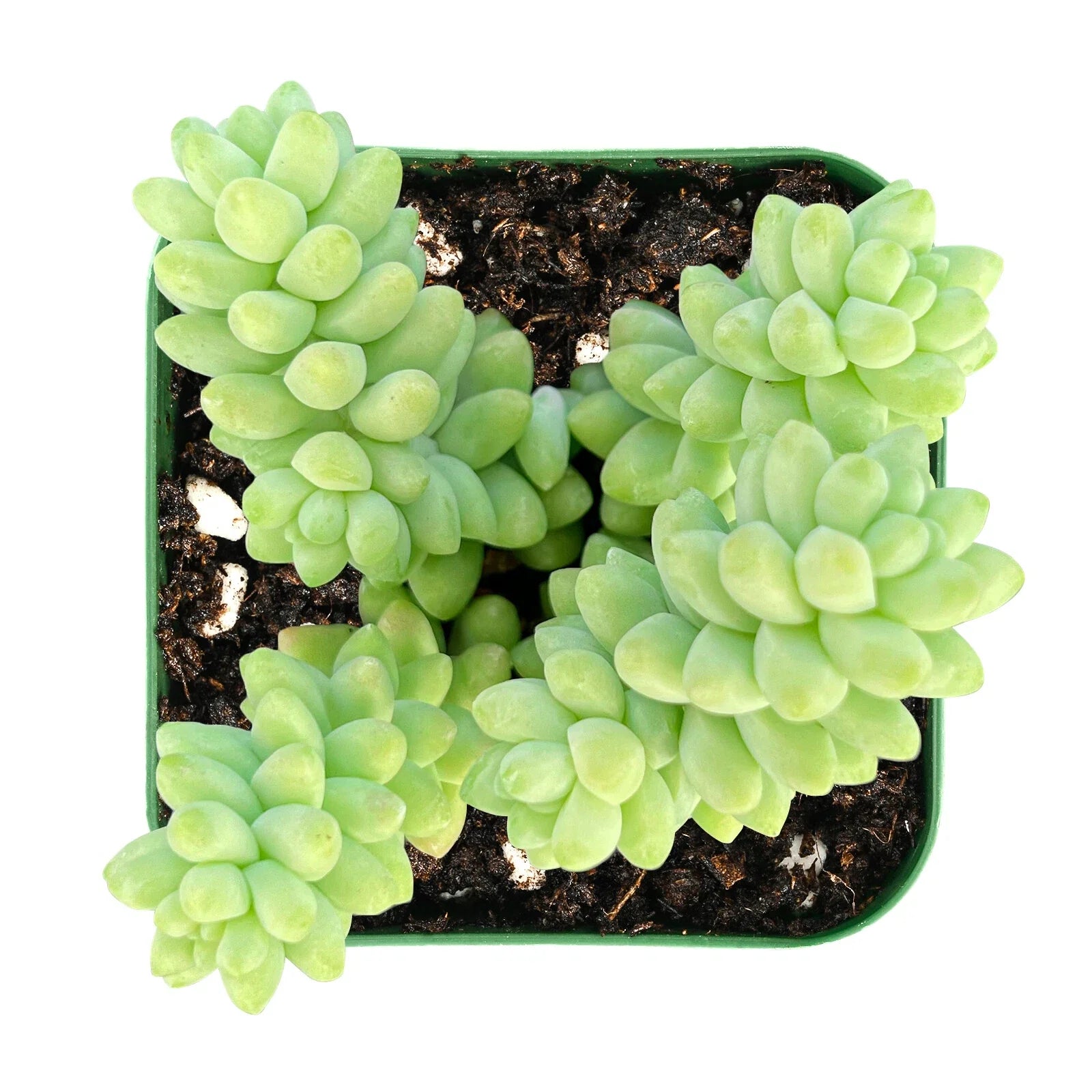 Burro's Tail Succulent in 2" Pot | Sedum Morganianum, Trailing, Drought Tolerant, Pet Safe, Indoor & Outdoor Plant