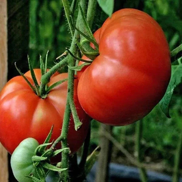 Burpee's Big Boy Tomato Seeds - 120+ Organic Non-GMO Hybrid Seeds
