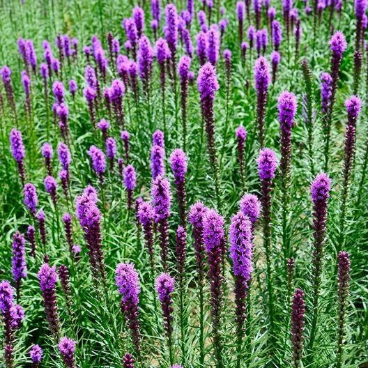 Gayfeather Seeds - Marsh Blazingstar Perennial for Pollinators, Purple Flower Spikes, Non-GMO, 300 Seeds, Liatris spicata