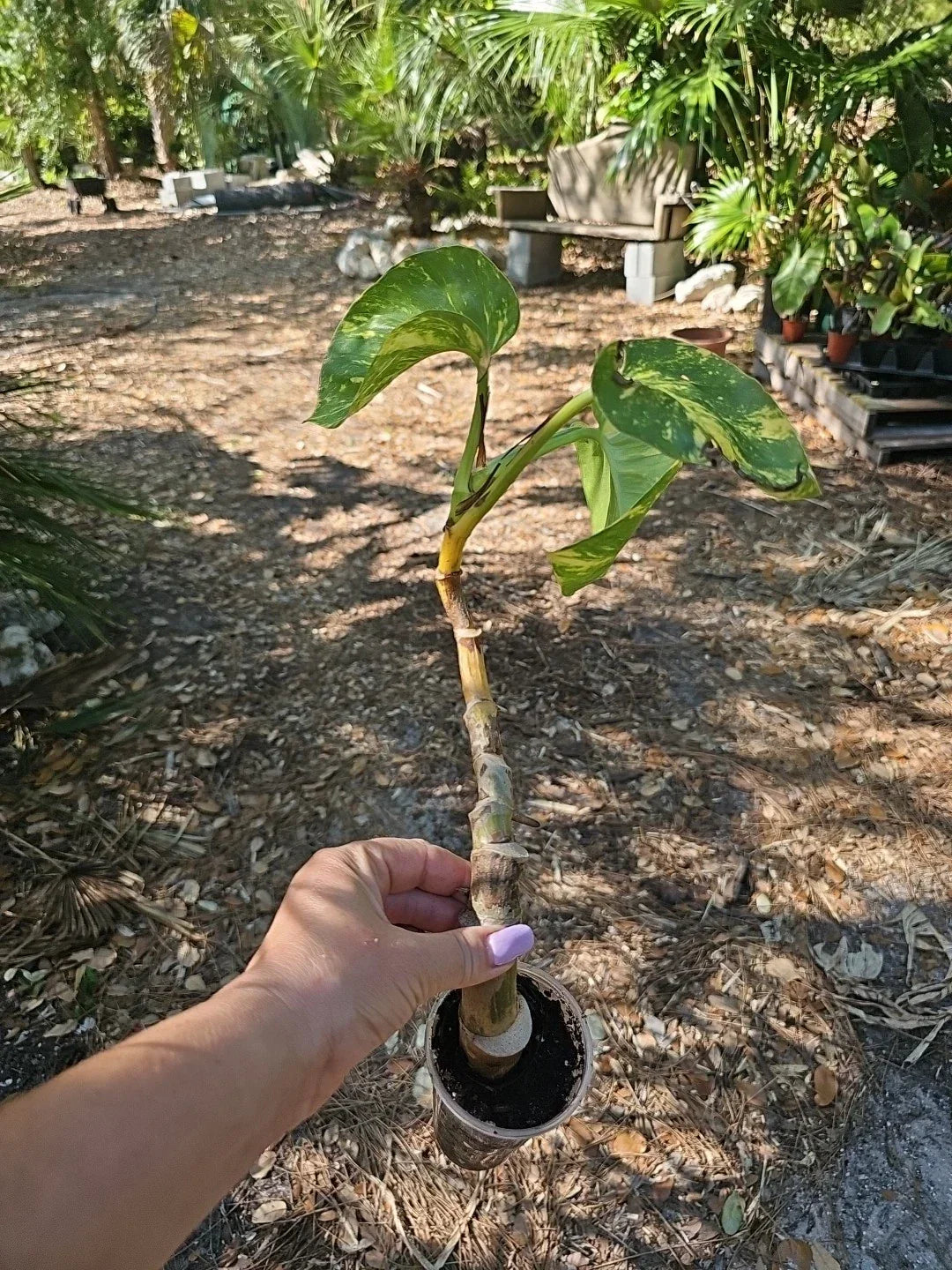 Giant Variegated Golden Pothos Plant - Climbing Hawaiian Epipremnum aureum with Vibrant Golden Leaves