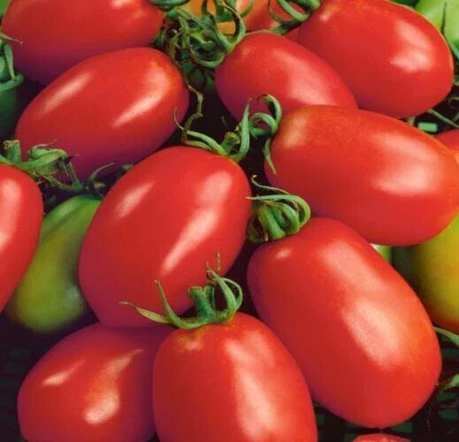 Napoli Tomato Seeds 50+ Determinate Italian Paste Vegetable Solanum lycopersicum