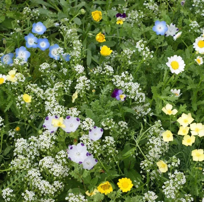 Eco-Ease Flowering Lawn Seed Mix 2g Non-GMO, 13 Species, Pollinator-Friendly, Sustainable Grass Blend for Biodiverse Gardens