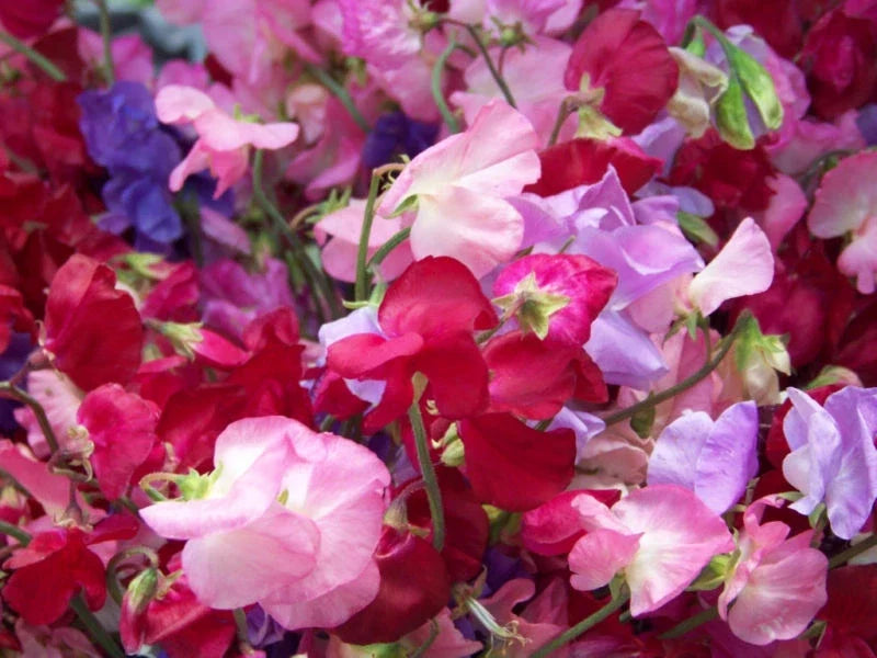 Sweet Pea Seeds - Royal Mix, Fragrant Climbing Vine, Lathyrus odoratus, 33 Seeds, Garden Flower, Pollinator Attractant