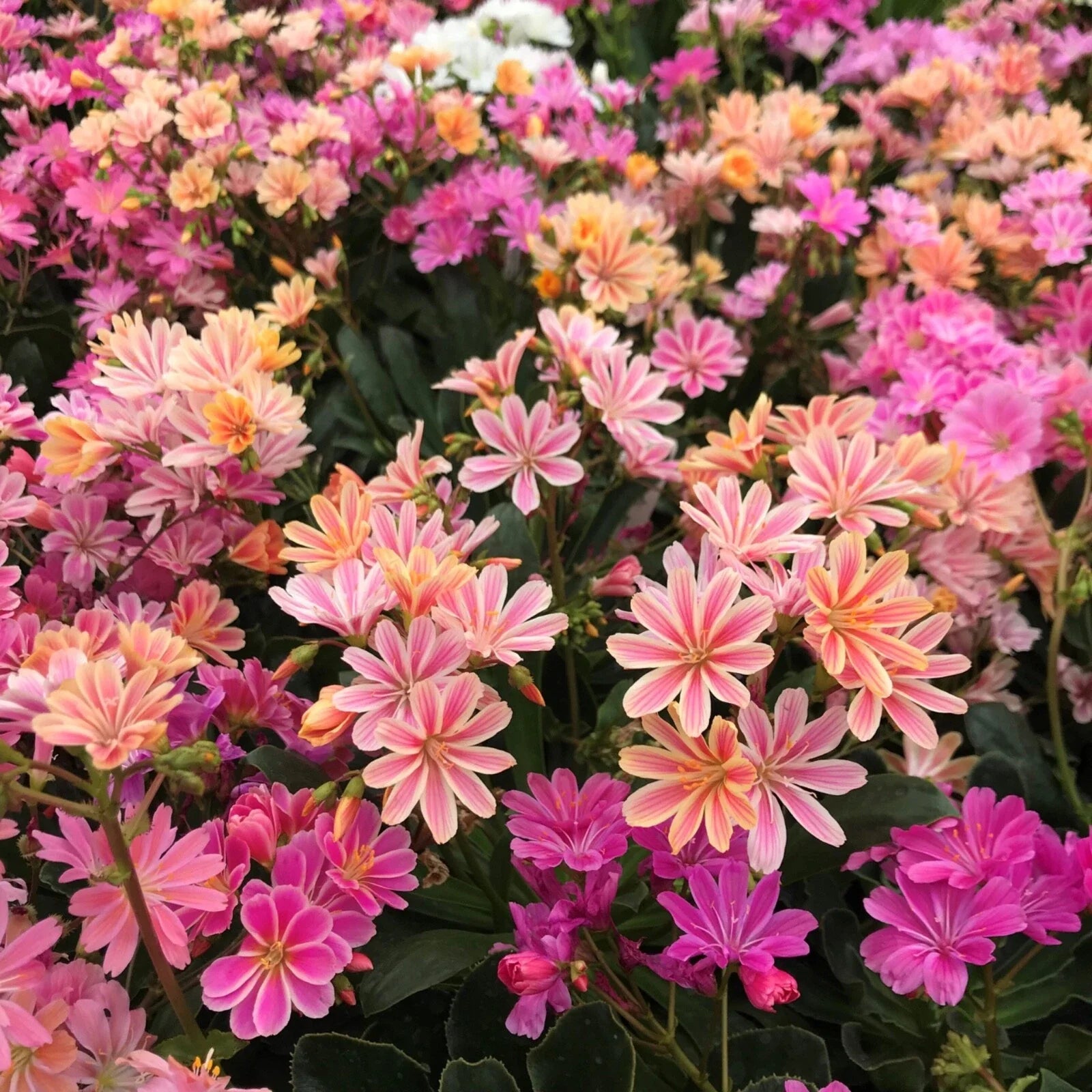 Hardy Succulent Lewisia ‘Rainbow Mix’ Live Starter Plant, Colorful Perennial, Drought-Tolerant, Indoor & Outdoor Gardening