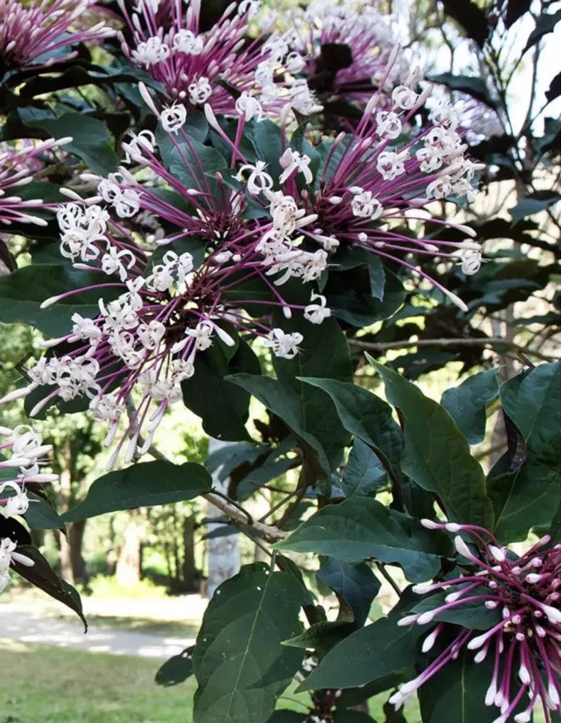 Shooting Star Clerodendrum Quadriloculare Cuttings 6-Pack | Starburst Plant with Purple-Backed Leaves | Easy to Root