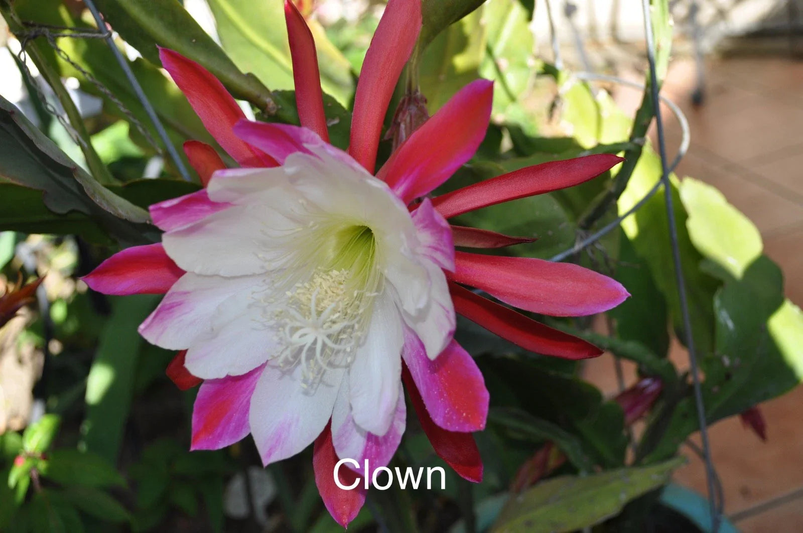 Epiphyllum Orchid Cactus Cuttings - 3 Rooted Trailing Clippings in Pot, Clown Variety, Indoor Succulent, Epiphyllum spp.