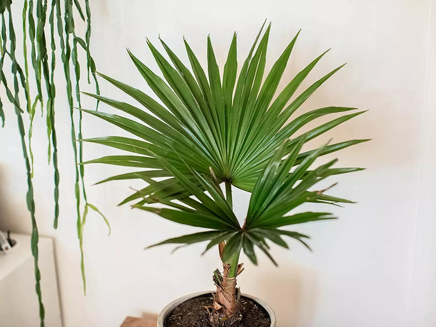 Fan Palm Bonsai Tree Seeds - Livistona chinensis - Tropical Indoor/Outdoor Planting Pack of 10