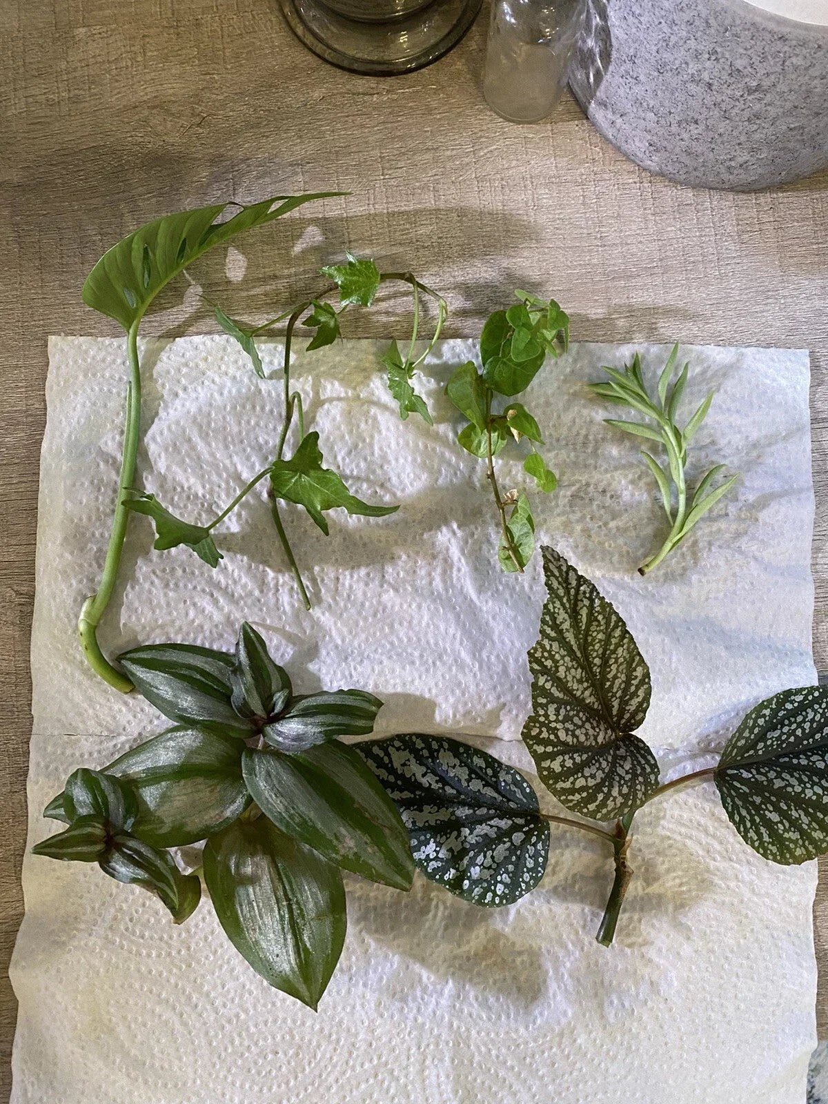 Mystery House Plant Cuttings 6 Pothos Assortment - Indoor Epipremnum aureum Plants