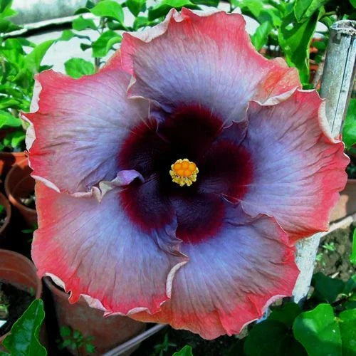 Pink Grey Purple Hibiscus Seeds - 20 Perennial Hibiscus rosa-sinensis Flower Seeds
